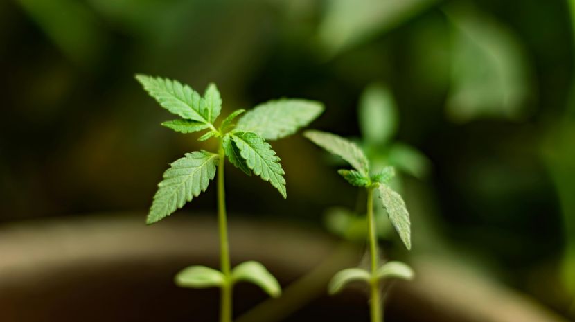 Mail order marijuana 