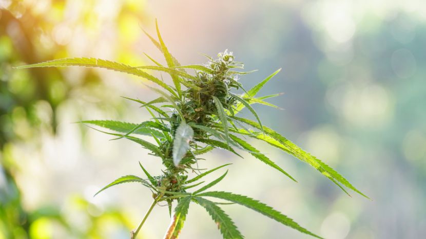 Mail order marijuana 