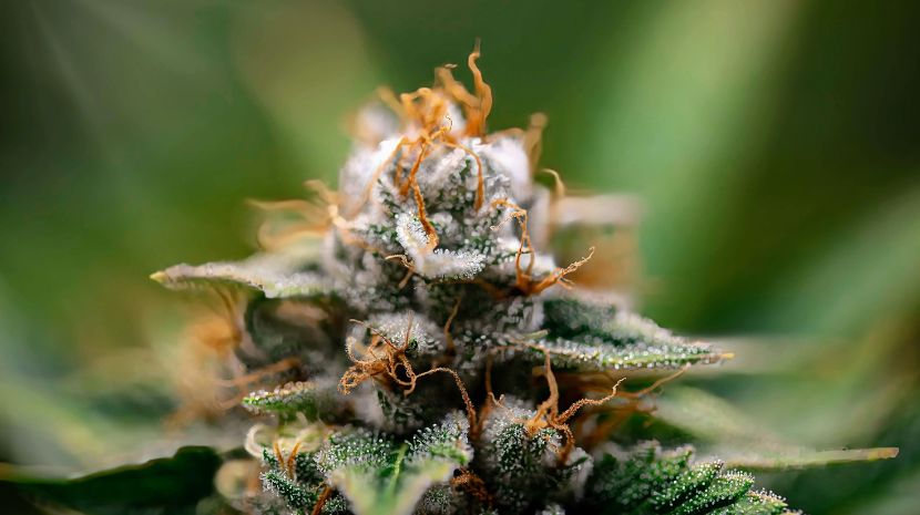 Mail order marijuana